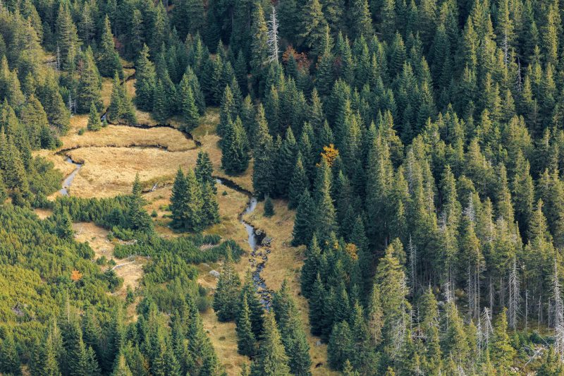 Humusverlust in Alpen-Wäldern