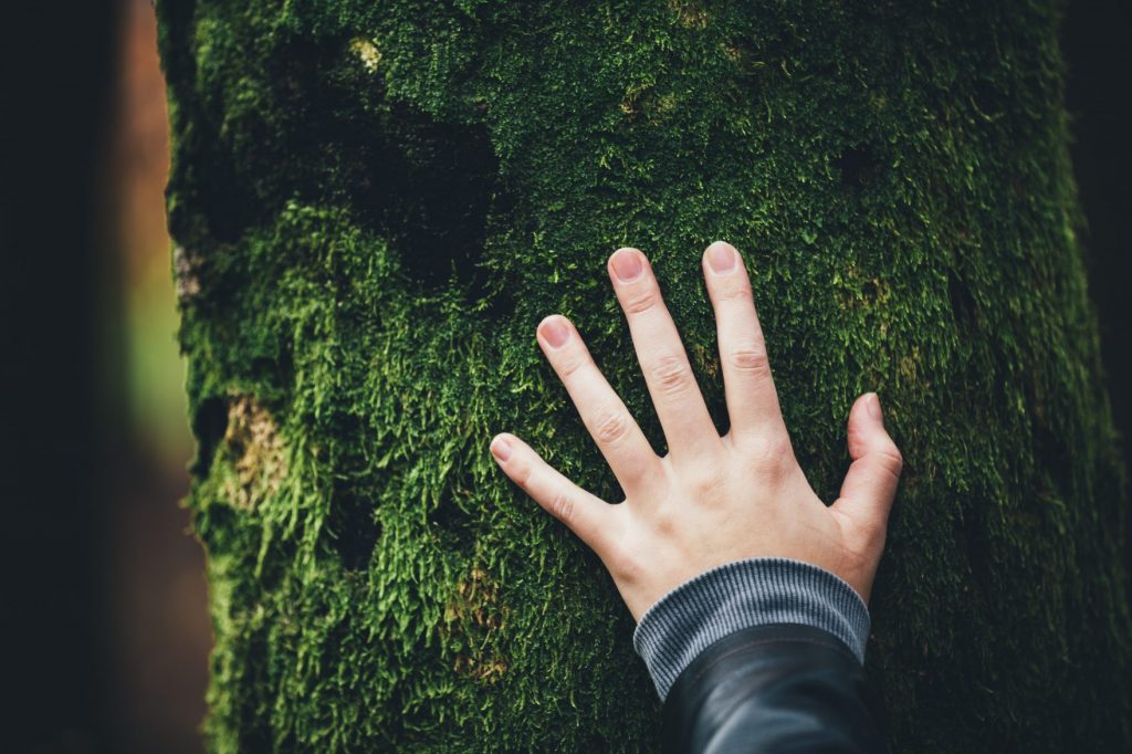 hand auf bemoosten Baumstamm
