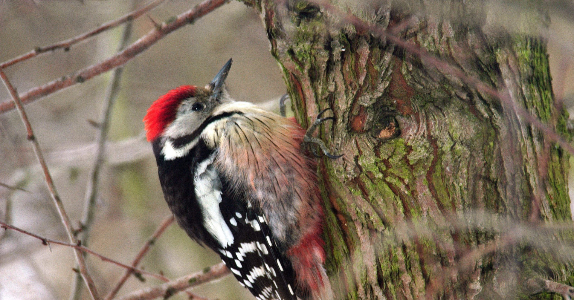 Brutvögel lieben alte Wälder