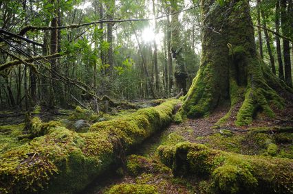 Alte Wälder speichern dauerhaft CO2