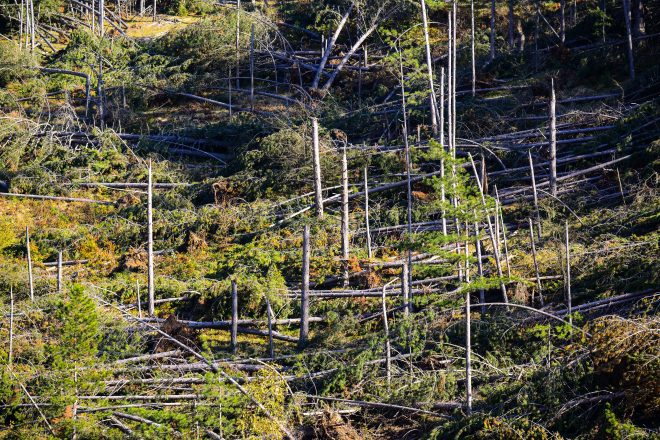 Motivation für Not-Holzernte ist überwiegend wirtschaftlich