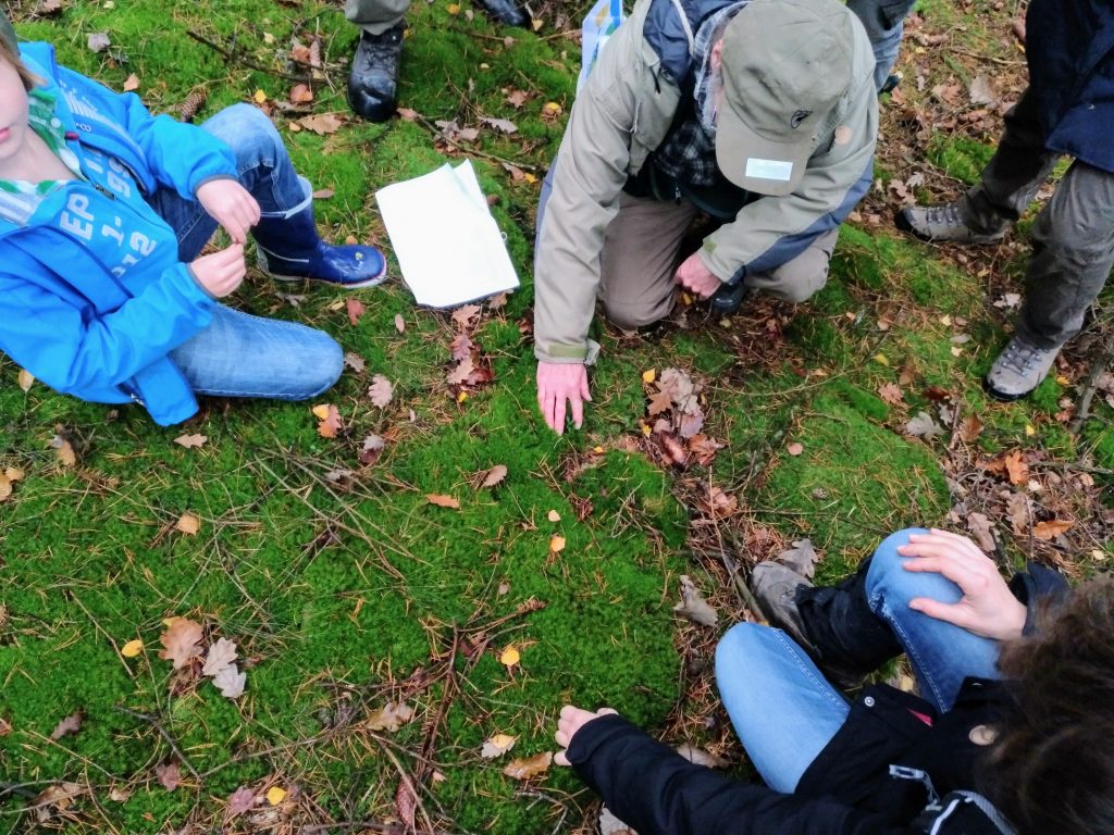 Bestimmung von Moosen am Waldboden