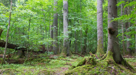 Artenreichtum fördert das Wald-Wachstum