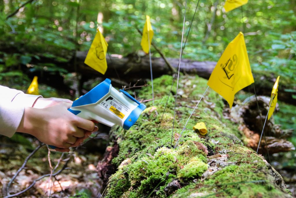 Temperaturermittlung am Totholz mit Thermoscanner
