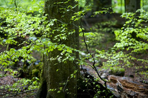 FFH-Richtlinien für Wald sind an Forstwirtschaft orientiert