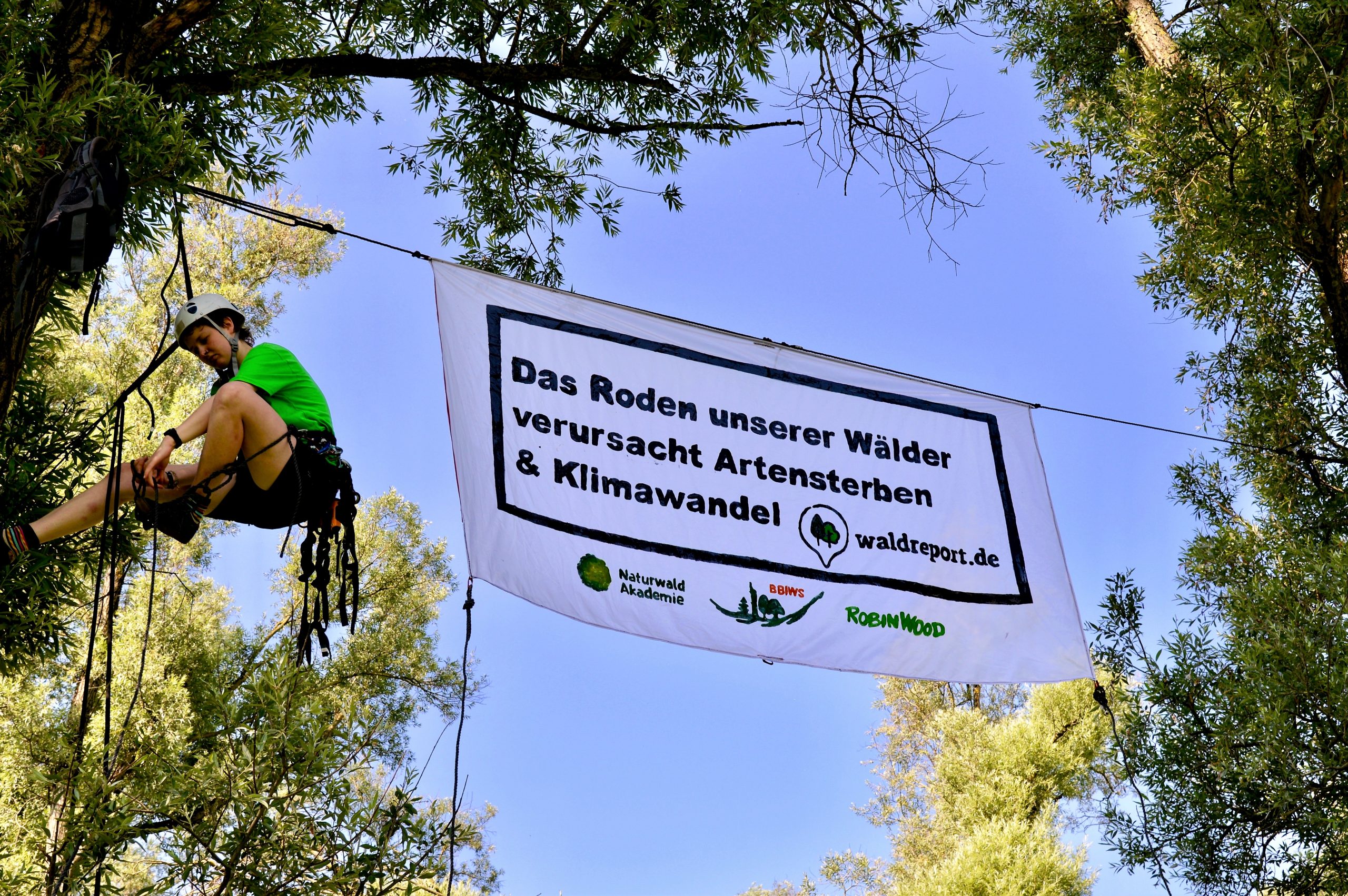 Online-Radar gegen Waldzerstörung