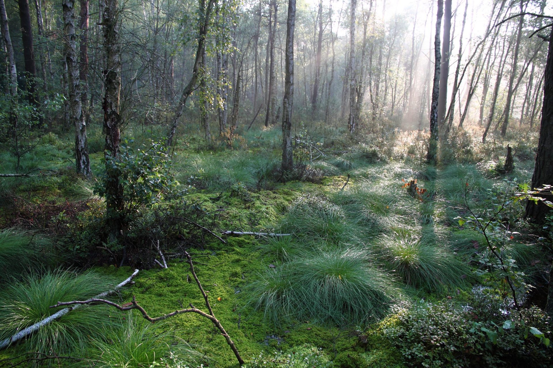 Bäume brauchen intakte Wasserspeicher