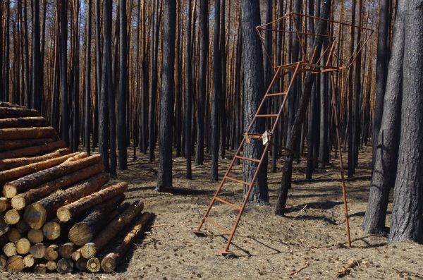 PYROPHOB: Was kommt nach dem Waldbrand?
