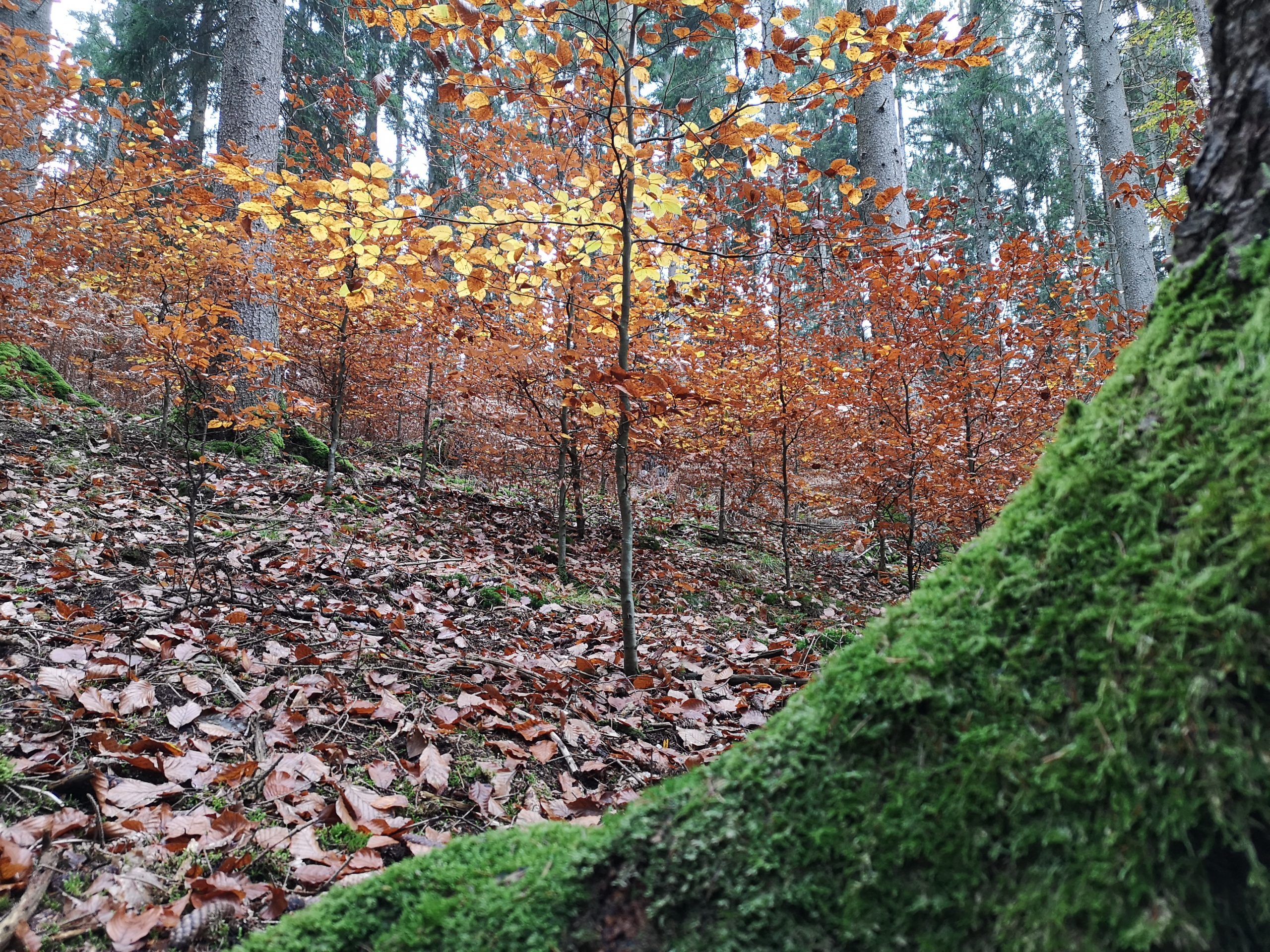 Perspektiven erweitern und Bewegung in festgefahrene Waldkonflikte bringen
