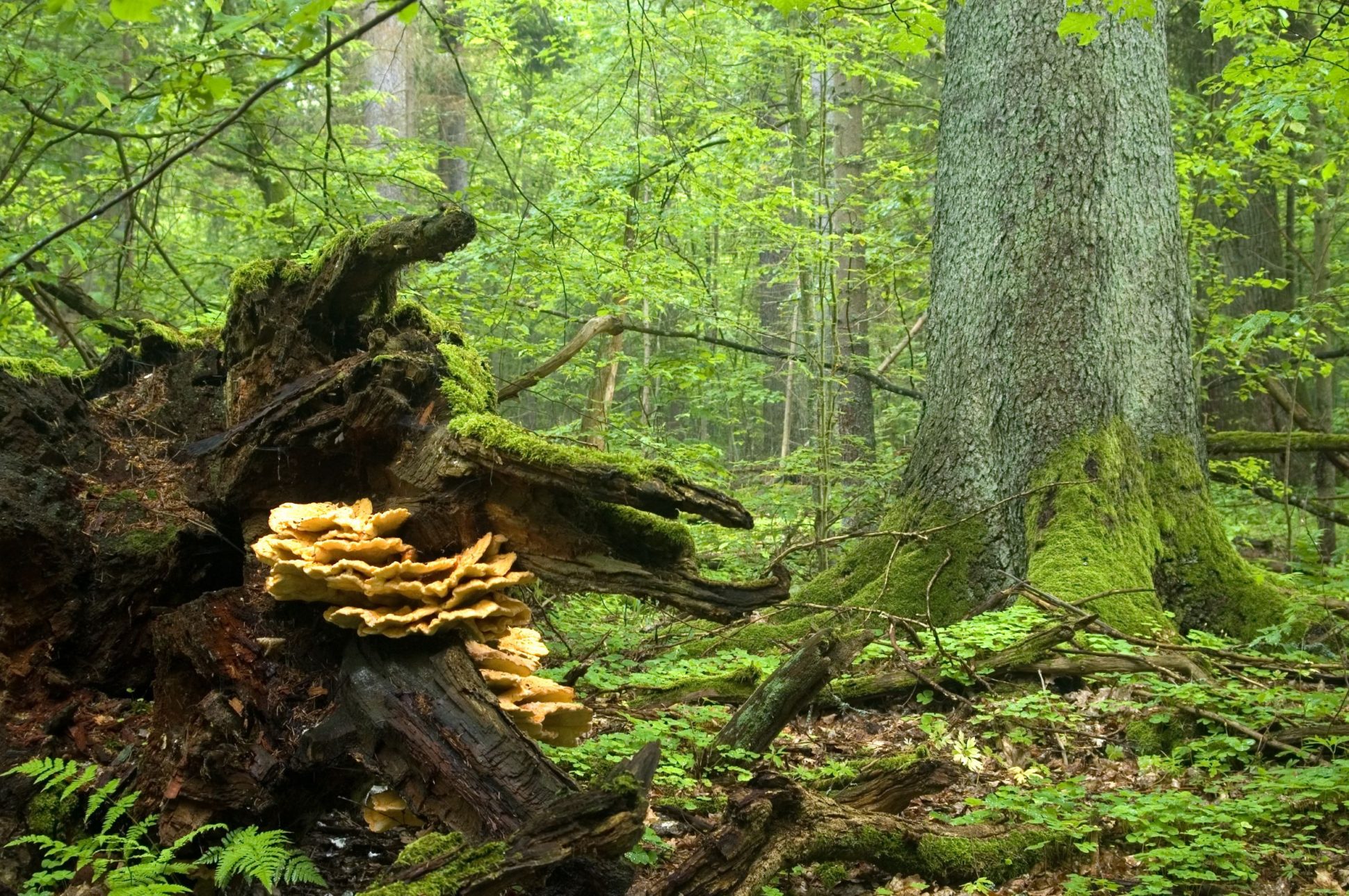 Europas alte Wälder dauerhaft bewahren