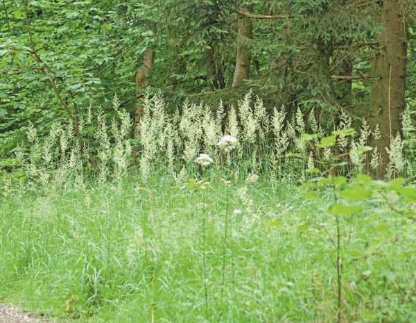 Wissenschaftliche Literatur zum Thema Pflanzen und Kognition