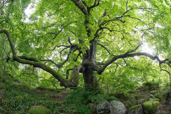 Letter to the editor: Waldschutz ist besser für das Klima als die Holz-Nutzung