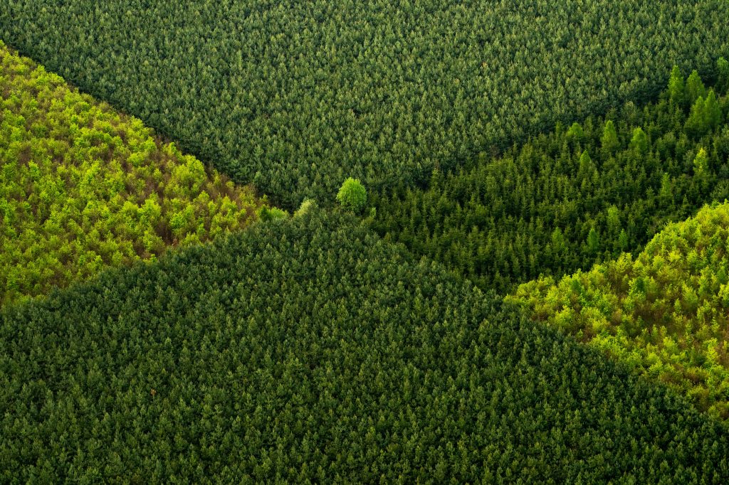 Aerial shot of multicolored forest in Czech republic
