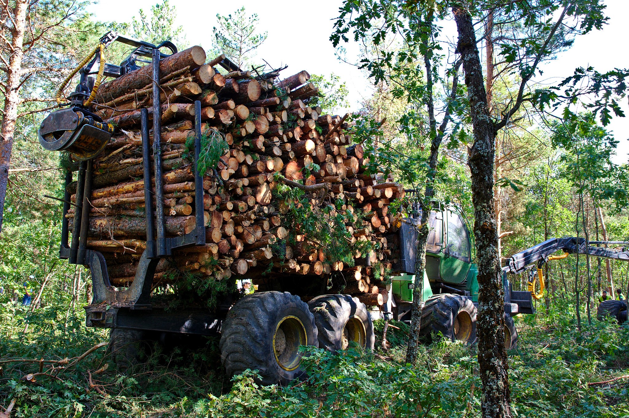 Holzernte-Fahrzeuge schädigen Waldböden und Bakterien
