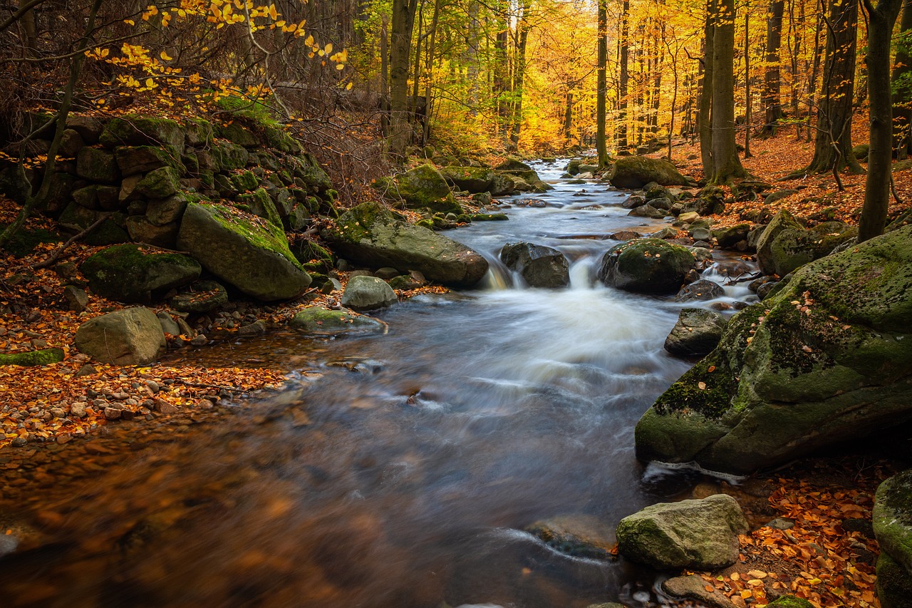 Ökosystemleistungen und Wald-Förderpolitik