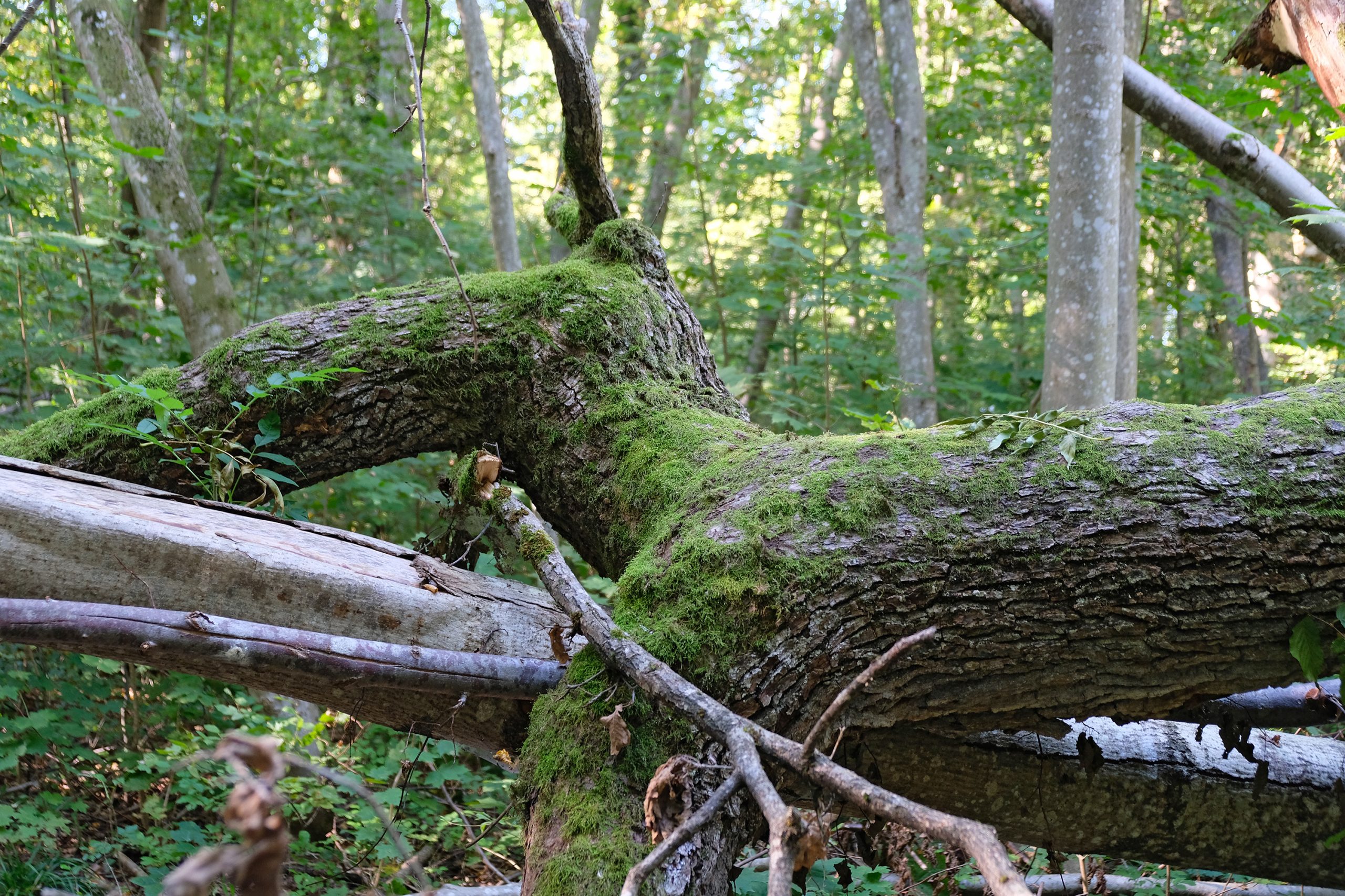 Wald im Klimawandel: Literaturstudie der Naturwald Akademie liefert Argumente für das Waldmanagement
