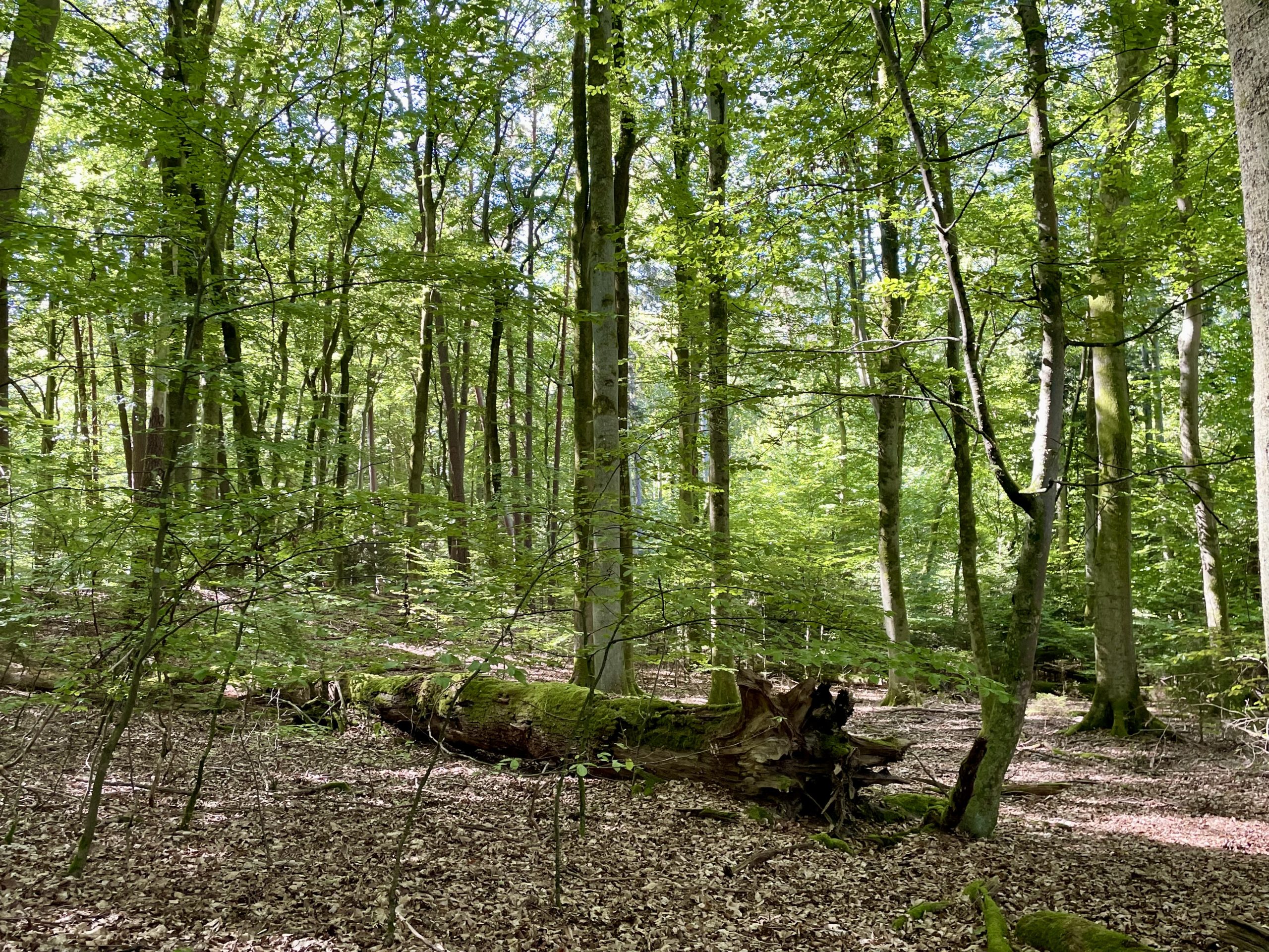 Großes Klimaschutzpotenzial der europäischen Wälder