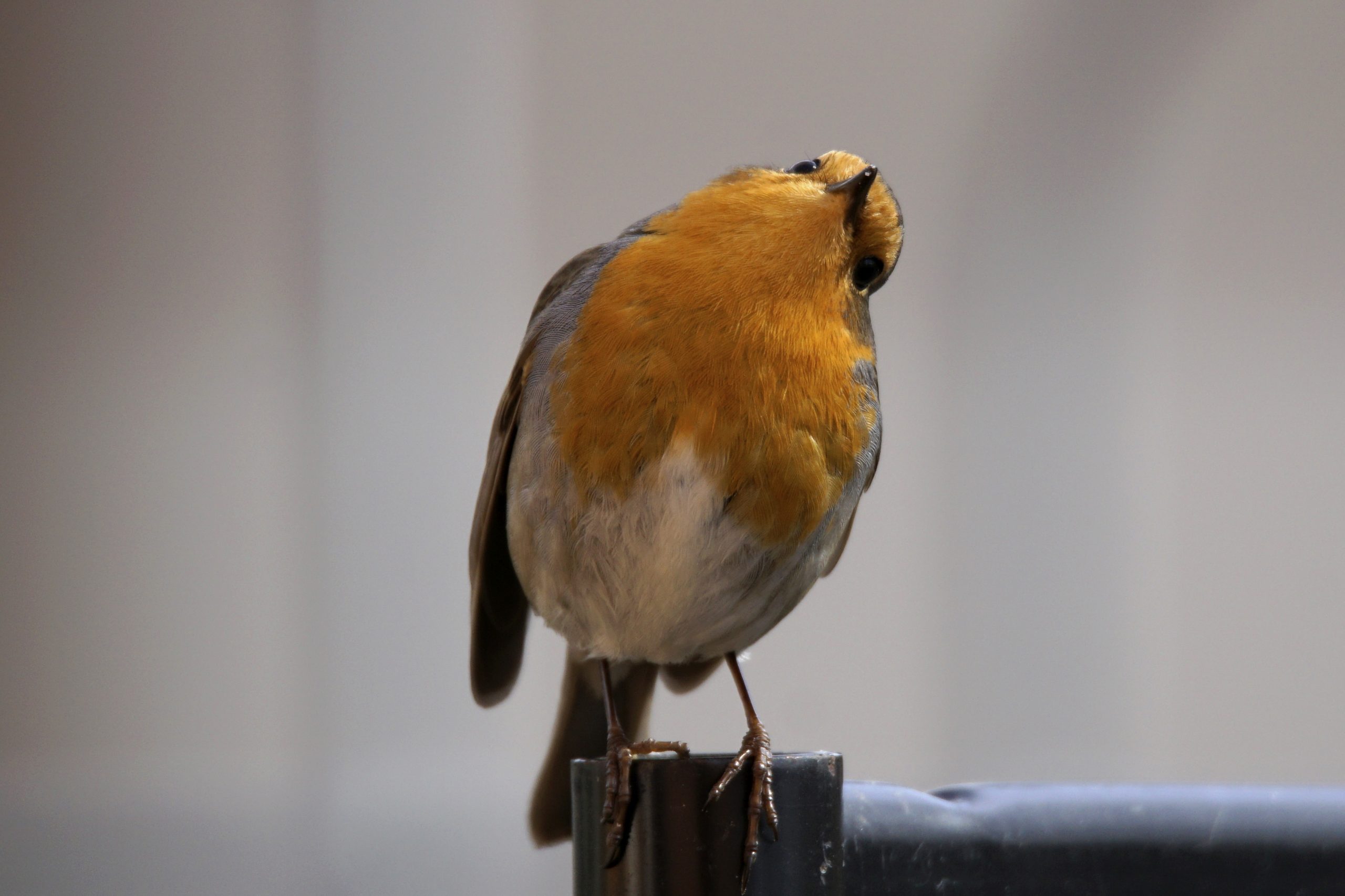 Soziale Netzwerke – das unsichtbare Geflecht hinter erfolgreichem Waldnaturschutz