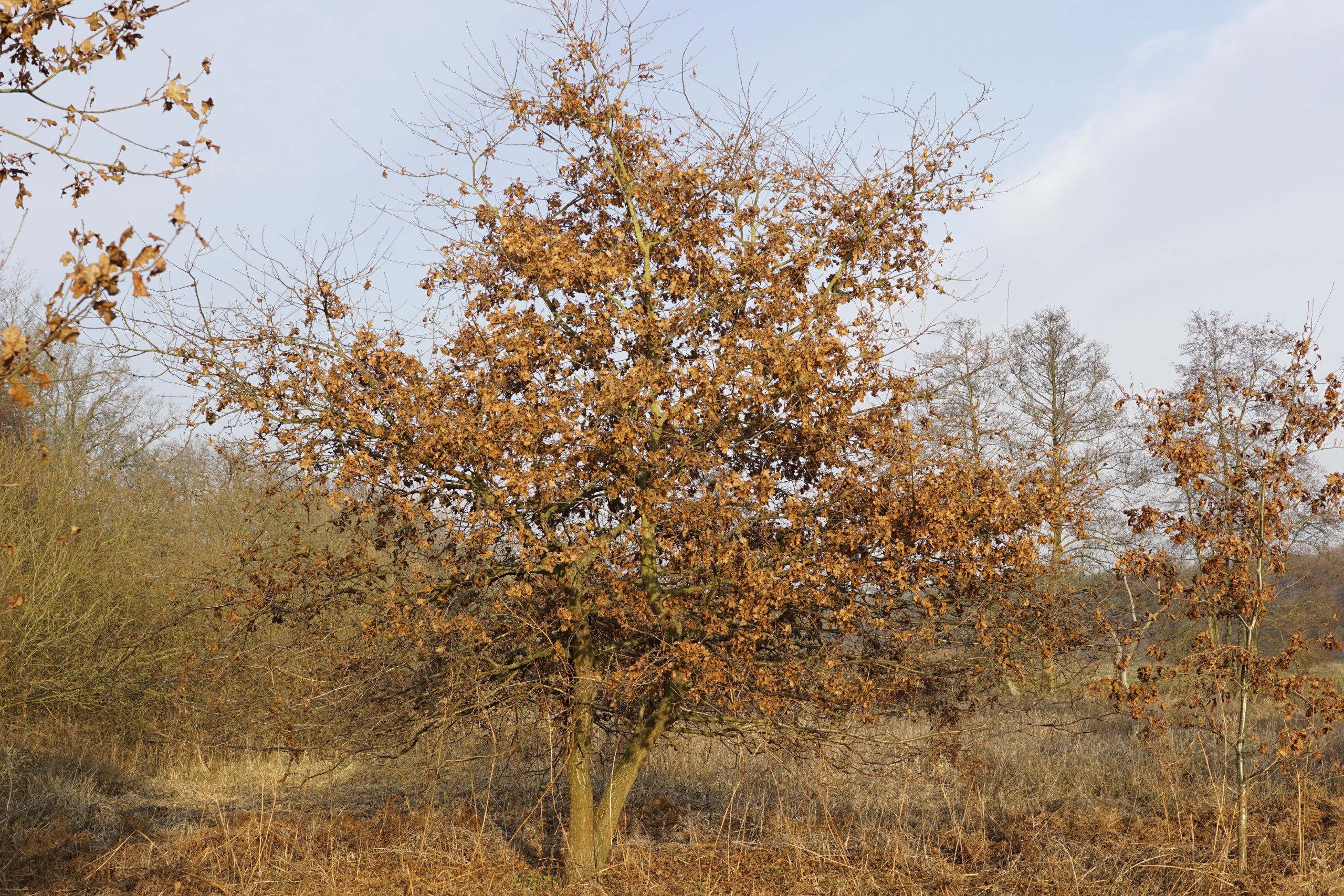 Wenn Laubbäume im Herbst ihr Laub nicht abwerfen 