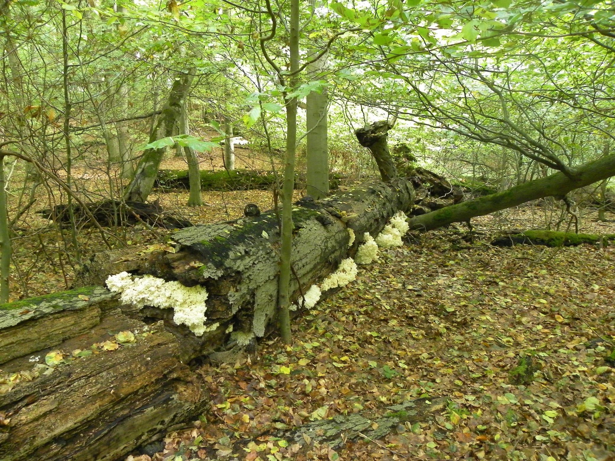 Ökologisches Waldwissen und forstliche Praxis für Studierende in Neubrandenburg