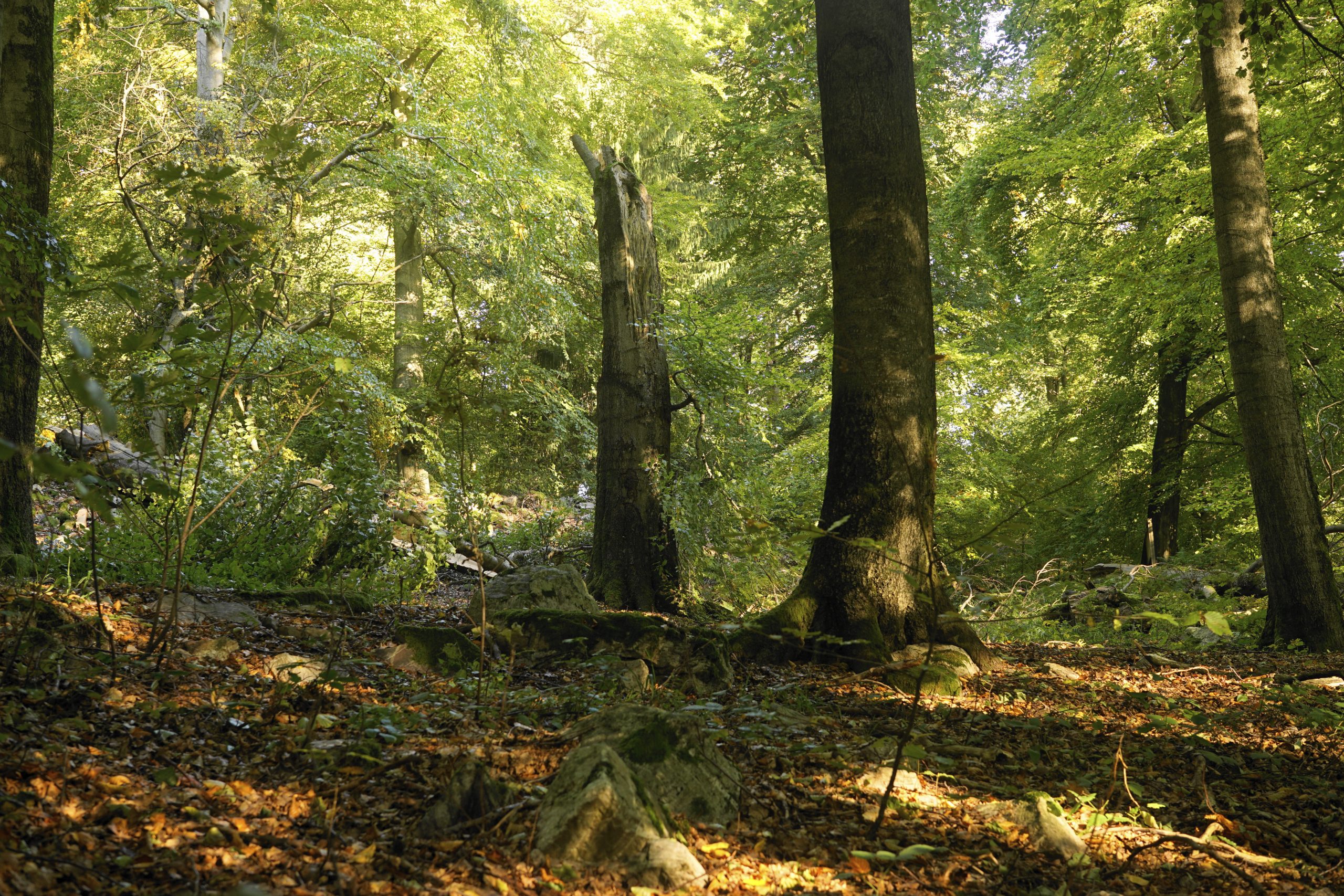 Buchen und alte Mischwälder nehmen ständig Kohlenstoff auf