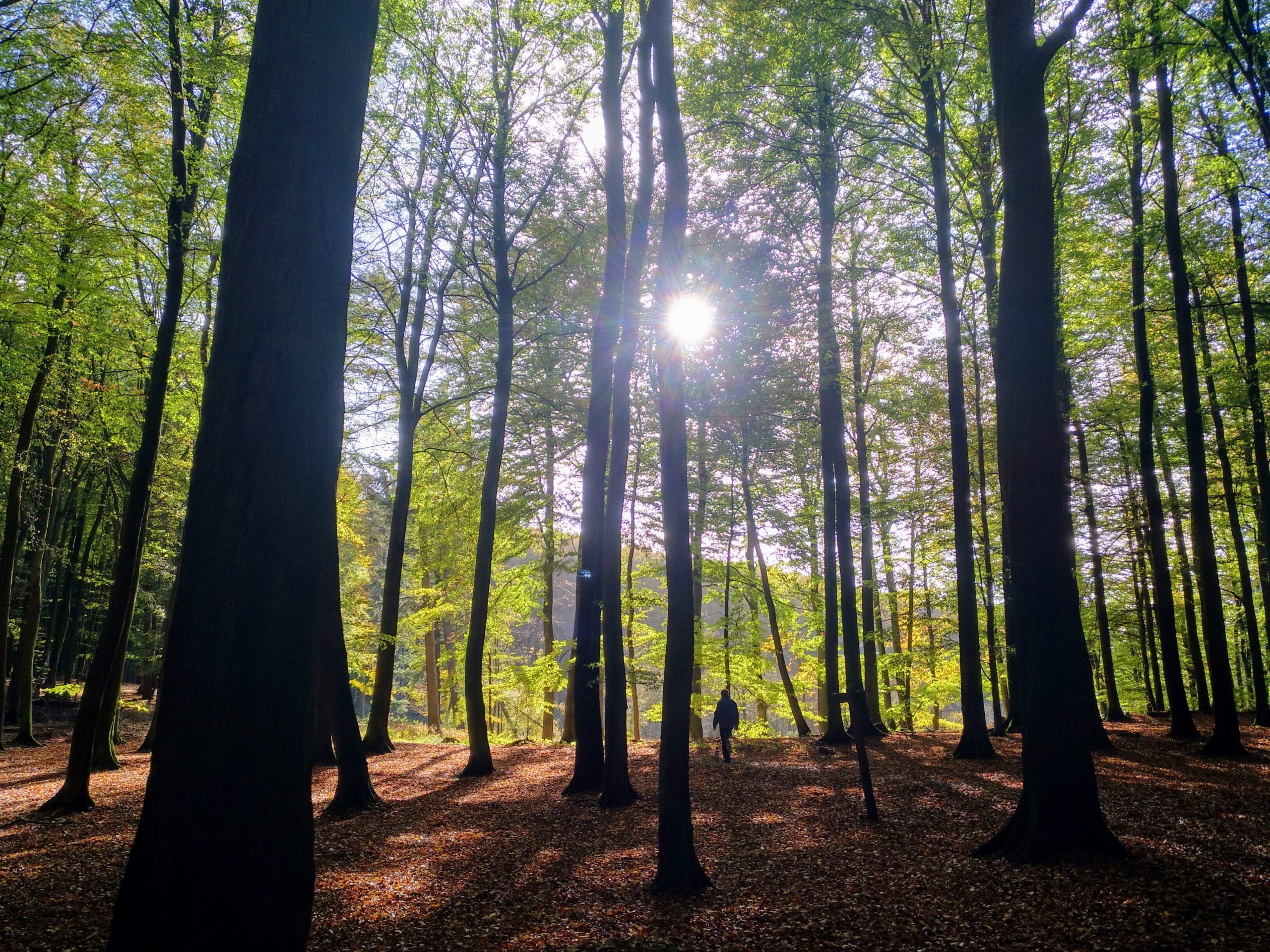 Sozialökologisches Waldmanagement an der Hochschule Eberswalde