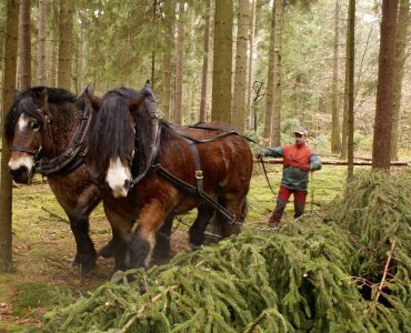 Zwei Kaltblut-Pferde ziehen Baumstamm durch Wald