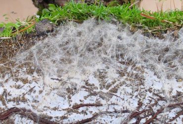Mykorrhiza in einer Eichenwurzel