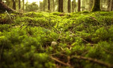 Study: The researchers show how that the Nitrogen input in forests has much more impact than the climate change so far. The data came from 100,000 coniferous and deciduous trees in 442 even-aged pure stands from 23 European countries.