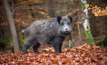 Gesundheitspolizei, Wühlmausbekämpfer und Bodenbearbeiter: Wildschweine erfüllen viele wichtige Funktionen im Wald. Da vielerorts aber die natürlichen Feinde fehlen gibt es mittlerweile rund 1 Mio. Wildschweine in Deutschlands Wäldern.