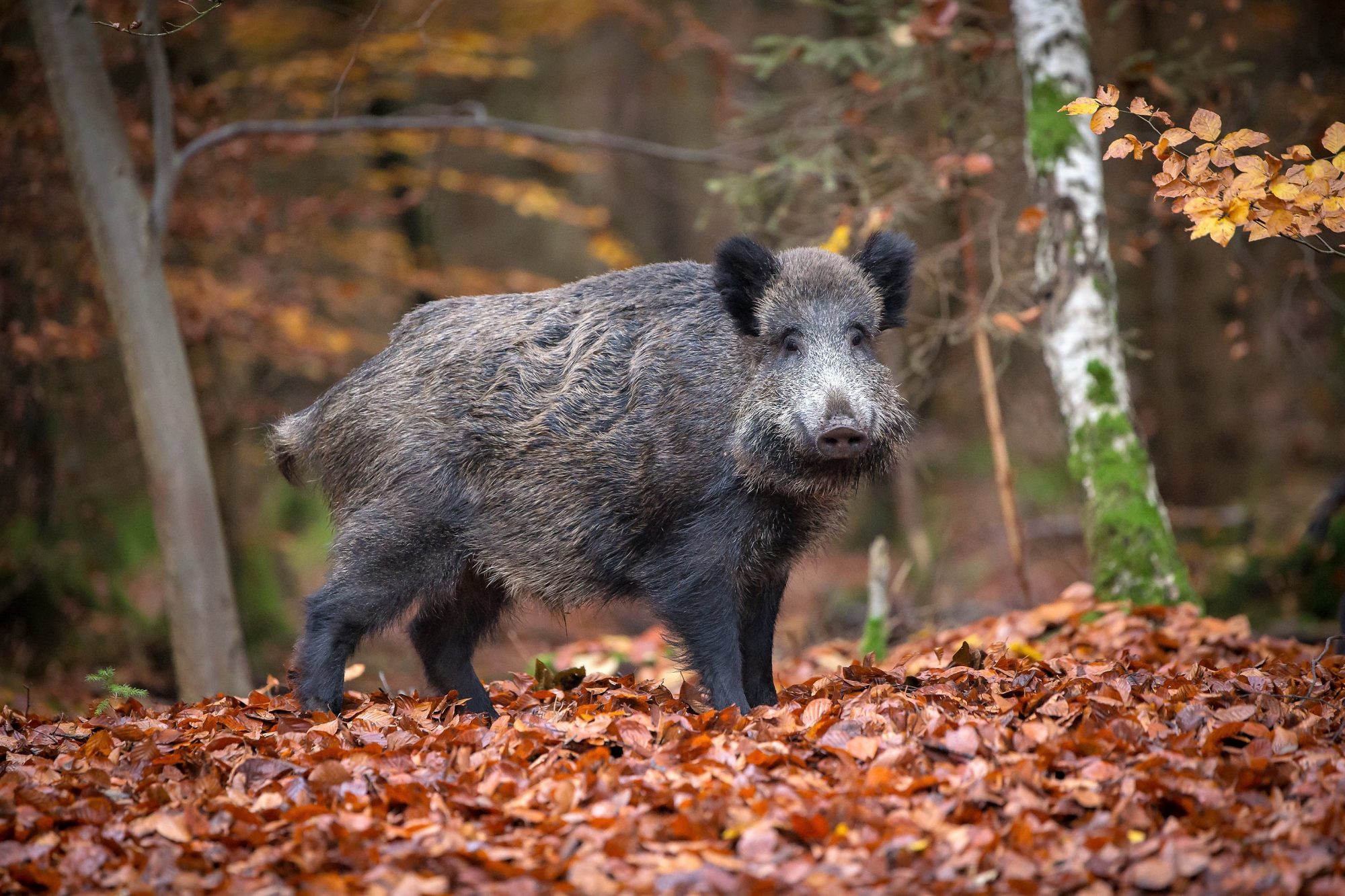 Wildschweine tun dem Wald gut - Naturwald Akademie