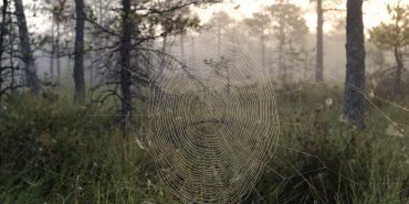 Spinnennetz am Waldrand