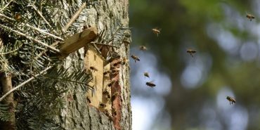 Bienen im Anflug auf Baum