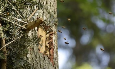 Bienen im Anflug auf Baum