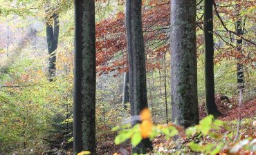 Dass die ökologische Waldwirtschaft auch wirtschaftlich Sinn macht, zeigt die Forstbetriebsgemeinschaft Saar-Hochwald. 350 WaldbesitzerInnen profitieren von einer großen Naturnähe und der Idee eines sparsamen Wirtschaftens. Dabei ist die größe der Waldfläche gar nicht entscheidend, erklärt der Vorstand Klaus Borger.