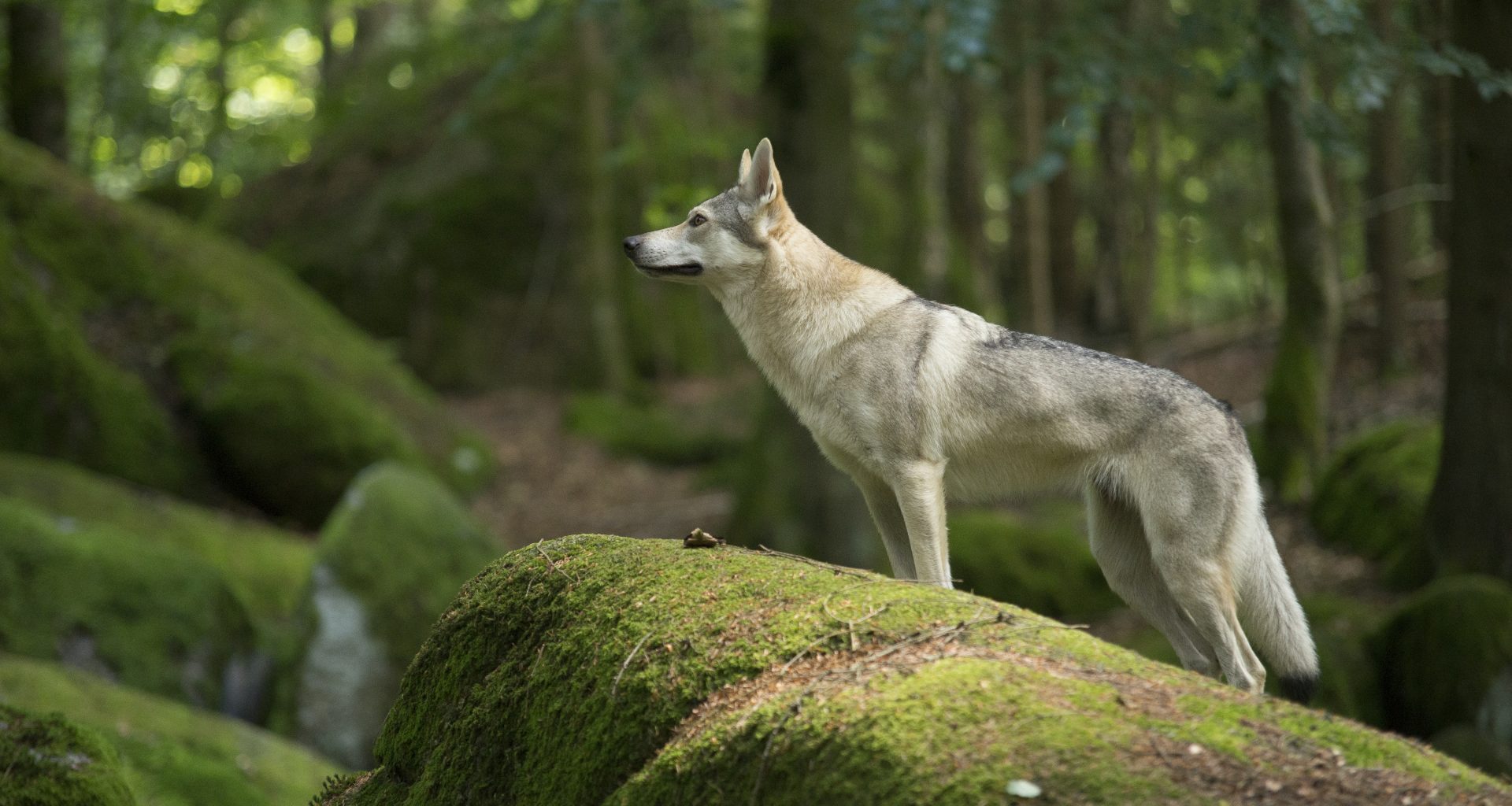 Wolf im Bayerischen Wald