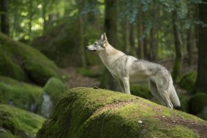 Wolf im Bayerischen Wald
