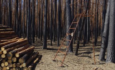 Verbrannter Wald in Brandenburg