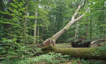 Studie des Max-Planck-Institut für Biogeochemie mehrfach widerlegt. Sie sollte zeigen, dass bewirtschaftete Wälder das Klima besser schützen als unbewirtschaftete Wälder. Eine gemeinsame Erklärung der Naturwald Akademie, der Hochschule für Nachhaltige Entwicklung Eberswalde und Wohllebens Waldakademie.