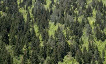 Studie: Wie kann in Europa durch eine naturnahe, eingriffsarme Forstwirtschaft die Klimaleistung des Waldes ausgebaut werden. Die vorliegende Studie zeigt, dass im Idealfall die Wälder jährlich doppelt so viel CO2 aus der Atmosphäre binden könnten. Dafür müsste sich die heutige Praxis der Waldbewirtschaftung europaweit ändern.