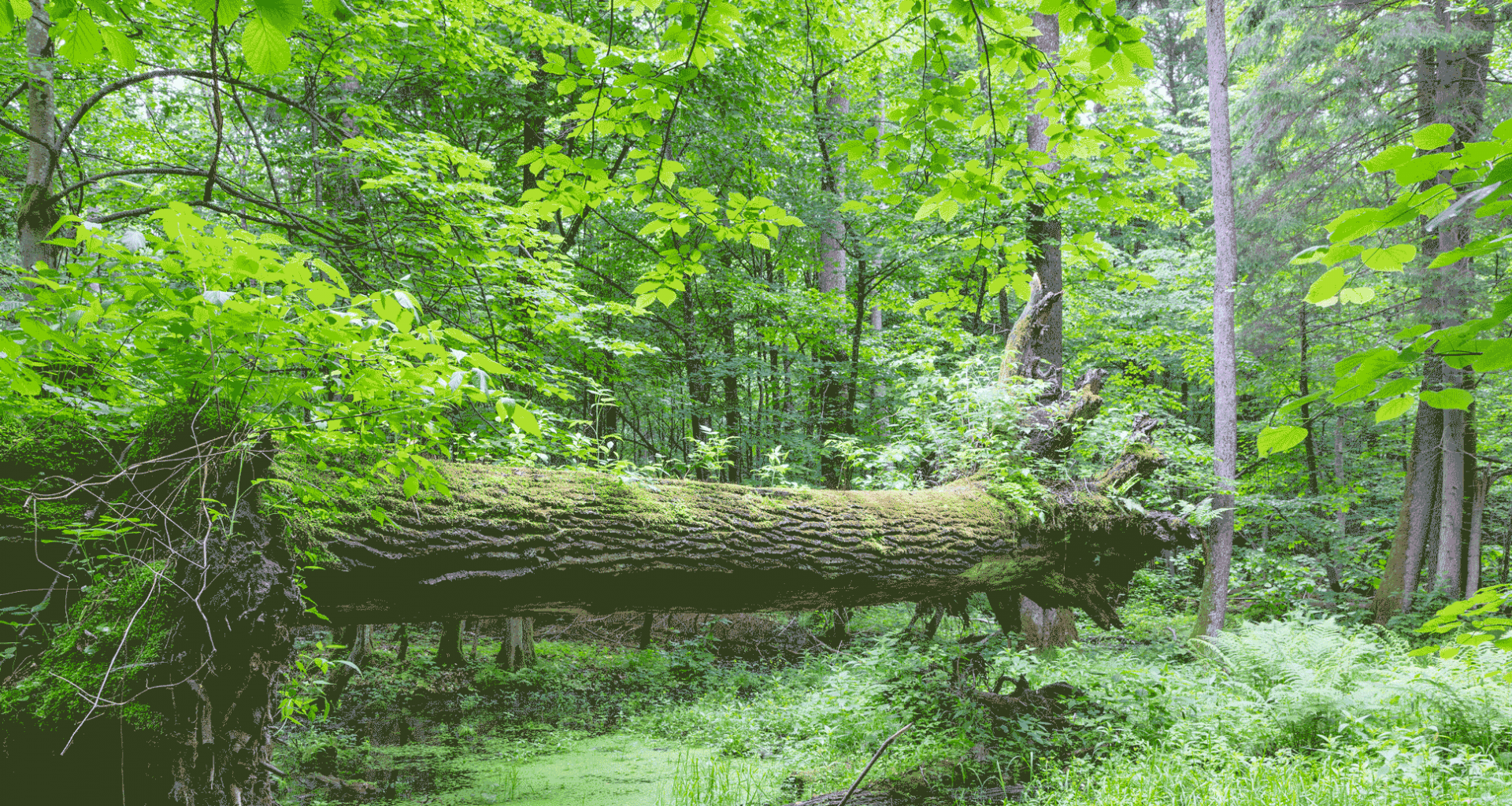 Naturwald mit Totholz
