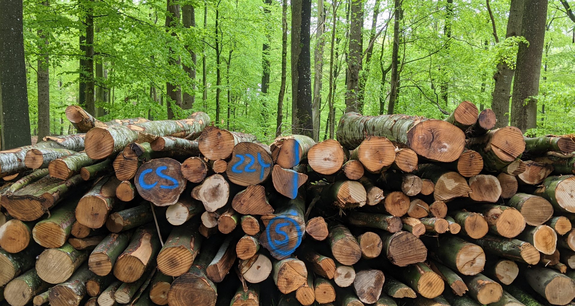 Geschlagenes Holz im Küstenwald