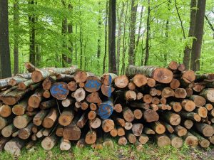 Geschlagenes Holz im Küstenwald
