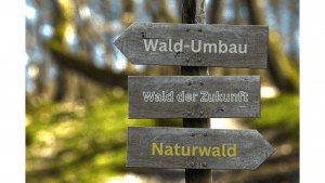 Wegführer im Wald