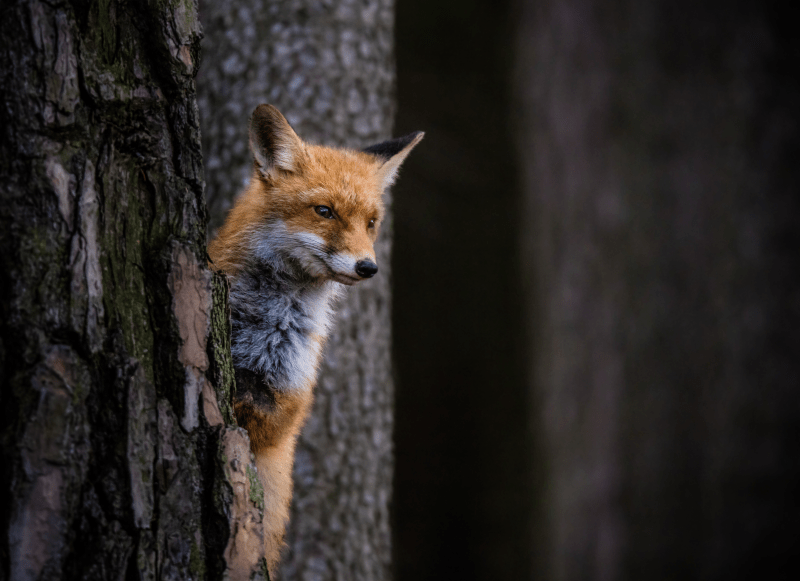 Fuchs an Baum